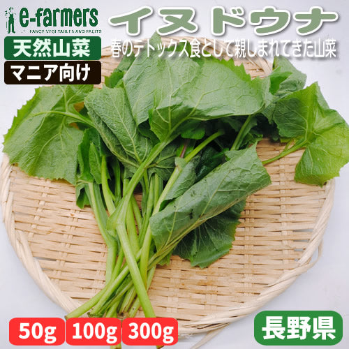 天然山菜 イヌドウナ　春のデトックス食として親しまれてきた山菜 長野県産