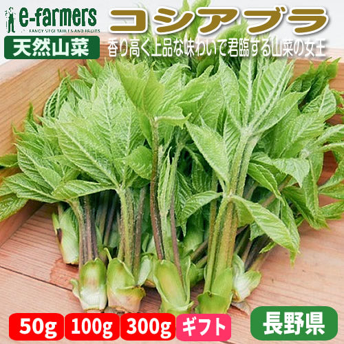 天然極上山菜 コシアブラ　香り高く上品な味わいが魅力の山菜の女王 長野県産