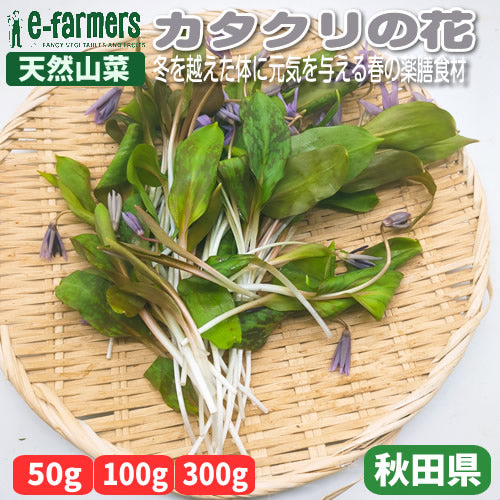 天然山菜 カタクリの花　ほんのりとした甘みと上品な香りが引き立つ春の風物詩 秋田県産