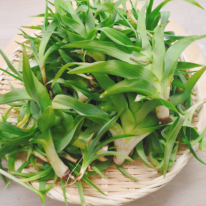 天然薬草山菜 カンゾウ  信州里山の達人厳選収穫 鮮やかな緑色と独特のぬめりが特徴 長野県産