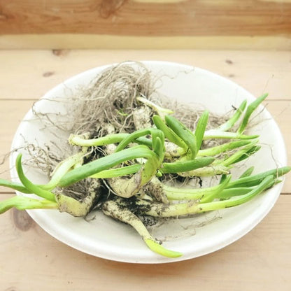 天然山菜 芽アサツキ | 信州の春を告げる逸品！雪解けの芳醇な香りと鮮烈な辛み 長野県産