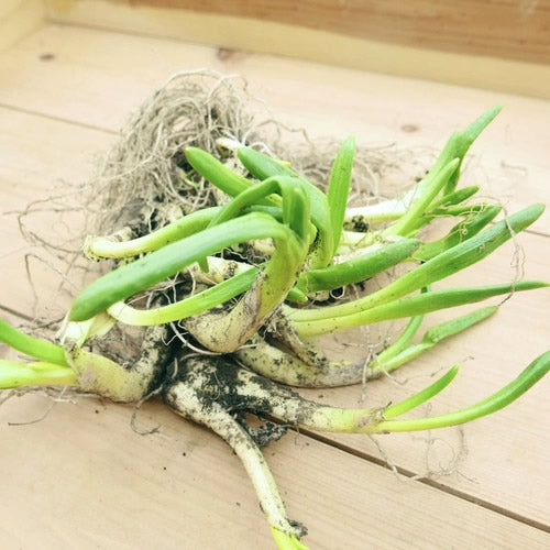 天然山菜 芽アサツキ | 信州の春を告げる逸品！雪解けの芳醇な香りと鮮烈な辛み 長野県産