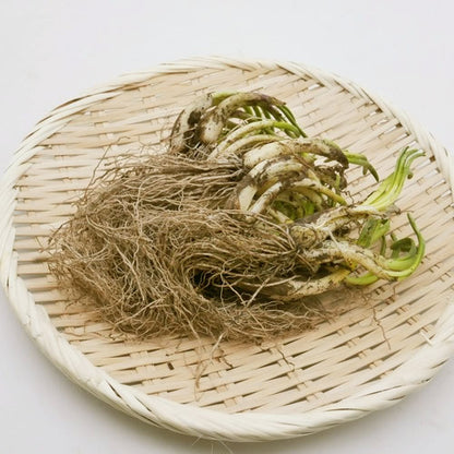 天然山菜 芽アサツキ | 信州の春を告げる逸品！雪解けの芳醇な香りと鮮烈な辛み 長野県産