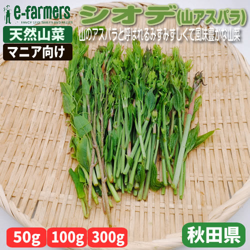 天然山菜 シオデ(山アスパラ)　みずみずしくて風味豊かな山のアスパラガスと呼ばれる山菜 秋田県産