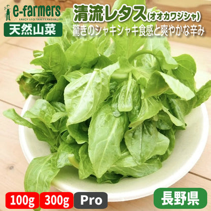 天然山菜 清流レタス(オオカワジシャ) | 驚きのシャキシャキ食感と爽やかな辛み 長野県産