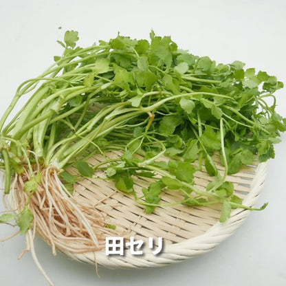 仲春の天然山菜 フキノトウと田セリ・芽アサツキなどから３種のおまかせセット ３月が旬の山菜 秋田県・長野県産