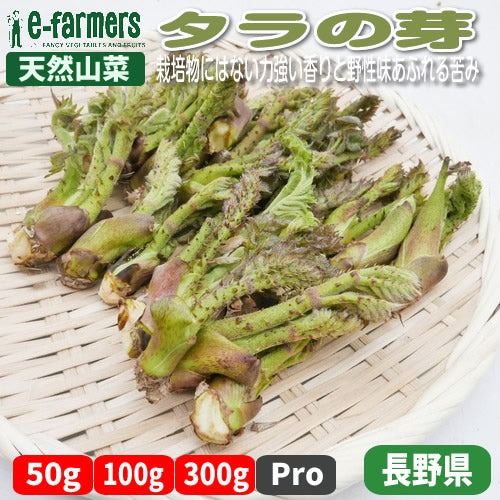天然極上山菜 タラの芽 高級山菜 山菜の王様 山の匠厳選収穫 自然の恵 長野県産