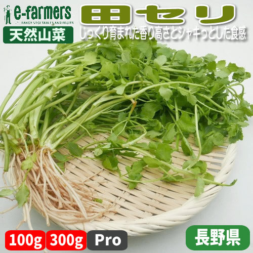 天然山菜 田セリ | 春を告げる香り 希少な野生の田セリ 長野県産