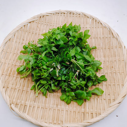 天然山菜 ウコギ　新芽の柔らかさは春だけの特別な味わい 長野県産