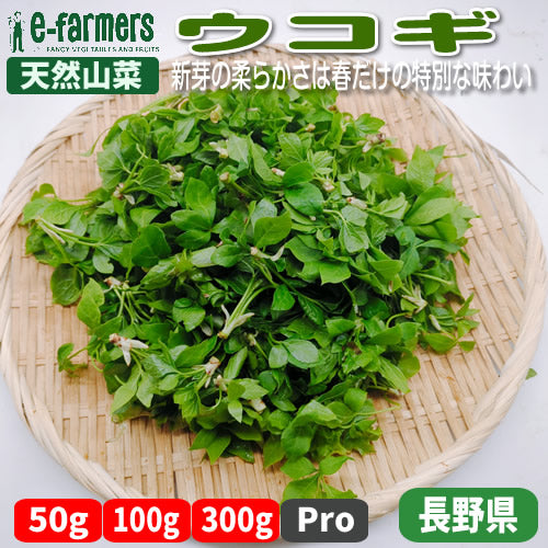 天然山菜 ウコギ　新芽の柔らかさは春だけの特別な味わい 長野県産