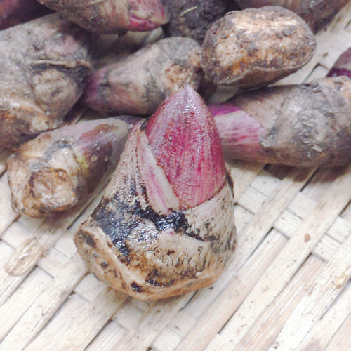 天然山菜 ヤマウドの新芽　寒い季節に芽吹いた柔らかな食感の一番採り 秋田県産