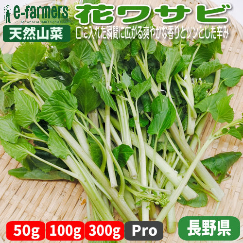 天然山菜 花ワサビ　口に入れた瞬間に広がる爽やかな香りと後からくるツンとした辛み 長野県産