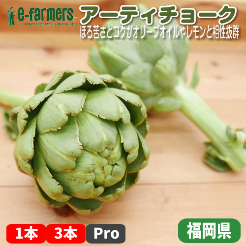 アーティチョーク　ほろ苦さとコクがオリーブオイルやレモンと相性抜群 福岡県産