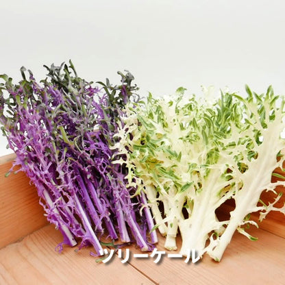 香りの西洋野菜セットＢ 送料無料 春の稀少なケール・ハーブ・菜花・セロリ・パセリ・かぶ類セット 福岡県他国産