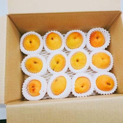フレッシュあんず ハーコット　抜群の甘さを誇るプレミアムアプリコット 長野県産
