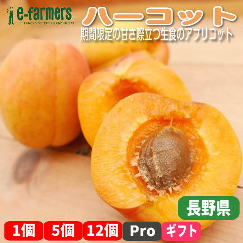 フレッシュあんず ハーコット　抜群の甘さを誇るプレミアムアプリコット 長野県産