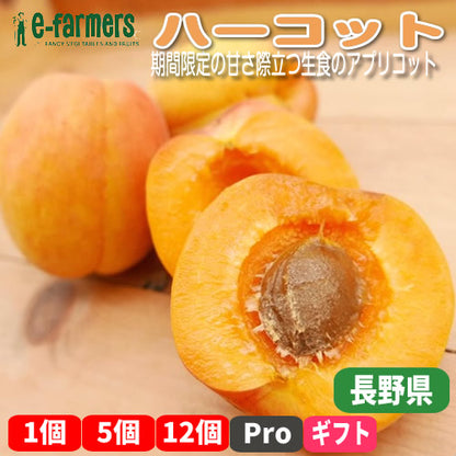 フレッシュあんず ハーコット　抜群の甘さを誇るプレミアムアプリコット 長野県産