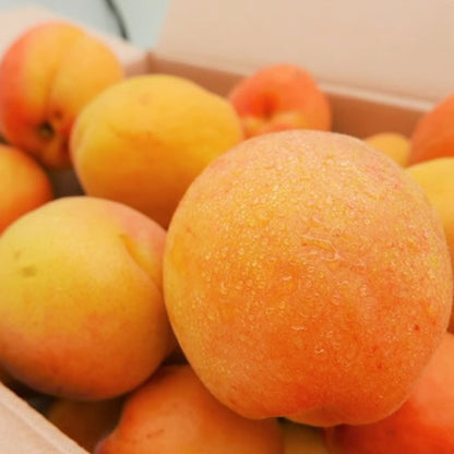 フレッシュあんず ハーコット　抜群の甘さを誇るプレミアムアプリコット 長野県産