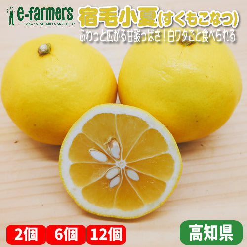 宿毛小夏　ふわっと広がる甘酸っぱさ！白ワタごと食べられる 高知県産