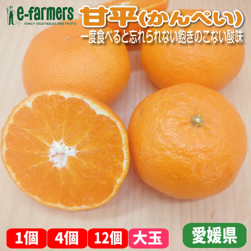 甘平(かんぺい) 大玉 | 大玉厳選！濃厚な甘みとシャキッと食感の高級柑橘　愛媛県産