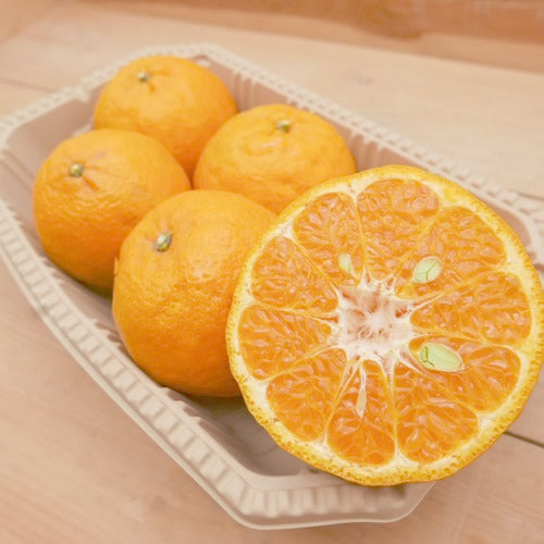 日南ポンカン｜宮崎の太陽で育った完熟のとろける甘さと爽やかな香り 宮崎県産