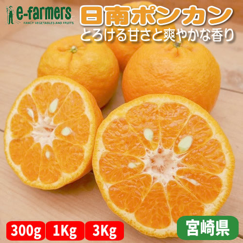 日南ポンカン｜宮崎の太陽で育った完熟のとろける甘さと爽やかな香り 宮崎県産