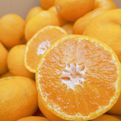 ミツバチみかん | 太陽とミツバチが育てた濃い甘みと香りが自慢のみかん 宮崎県産