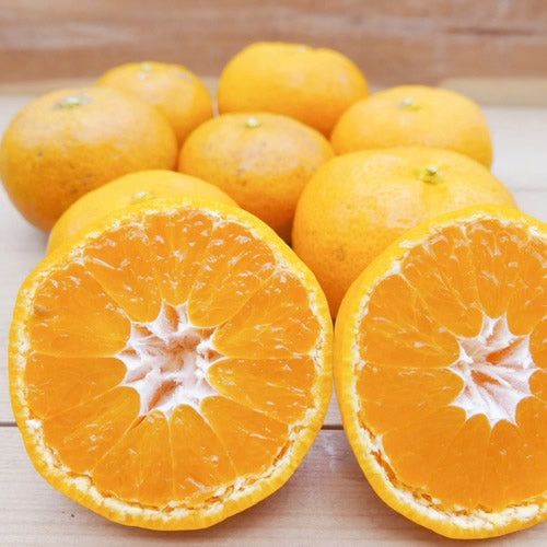 ミツバチみかん | 太陽とミツバチが育てた濃い甘みと香りが自慢の