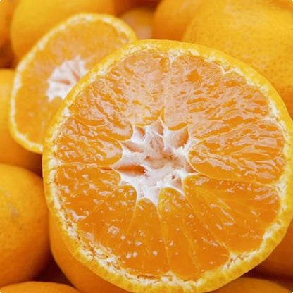 ミツバチみかん | 太陽とミツバチが育てた濃い甘みと香りが自慢のみかん 宮崎県産