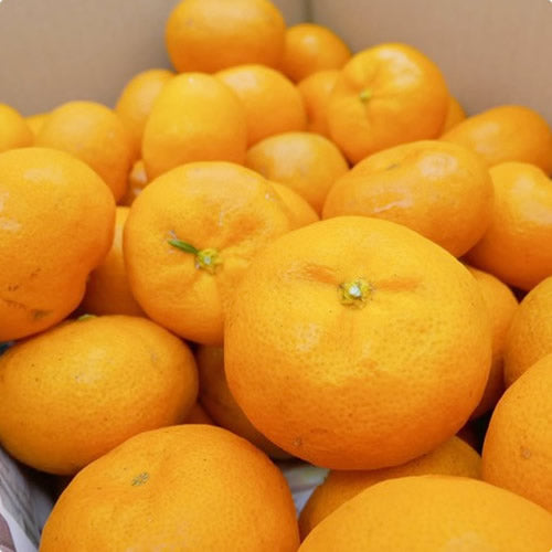 ミツバチみかん | 太陽とミツバチが育てた濃い甘みと香りが自慢のみかん 宮崎県産