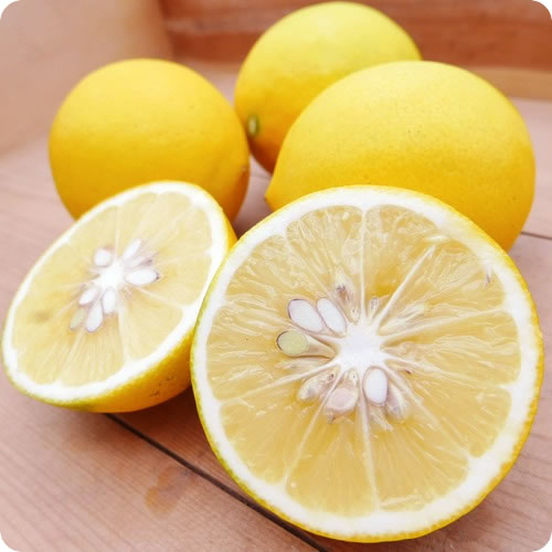 ググっとレモン(マイヤーレモン)  酸味が少なくジューシーでアレンジ豊富 ワックス・防腐剤不使用 宮崎県産