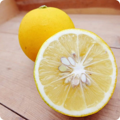 ググっとレモン(マイヤーレモン)  酸味が少なくジューシーでアレンジ豊富 ワックス・防腐剤不使用 宮崎県産