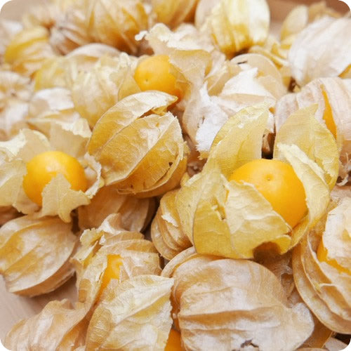 フルーツほおずき オレンジチェリー 注目のスーパーフード 大きめなゴールデンベリー 長野県産