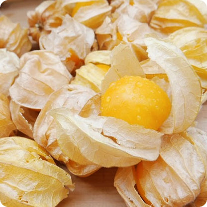 フルーツほおずき オレンジチェリー 注目のスーパーフード 大きめなゴールデンベリー 長野県産