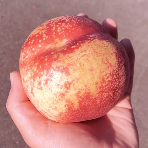 モモネク ハネージュ |  極甘 糖度20度超え 濃厚な甘さ 皮ごと食べられる 希少品種 数量限定 岩手県産