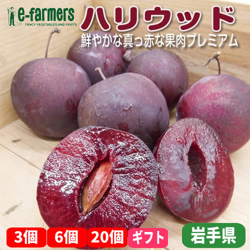 ハリウッド | 鮮やかな真っ赤な果肉 爽やかな甘酸っぱさ 果汁たっぷり 【旬の稀少すもも / 自家製ジャム・コンポートにも】 岩手県産