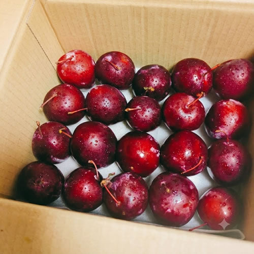 ハリウッド | 鮮やかな真っ赤な果肉 爽やかな甘酸っぱさ 果汁たっぷり 【旬の稀少すもも / 自家製ジャム・コンポートにも】 岩手県産