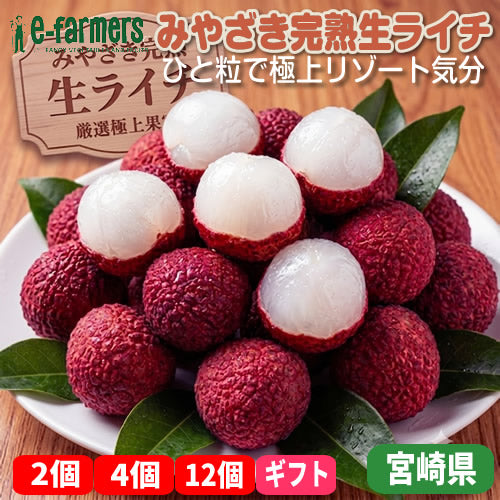みやざき完熟生ライチ | 大玉・特選  樹上完熟 ジューシー  高級生ライチ ギフト プレゼント お中元 冷蔵配送 宮崎県産