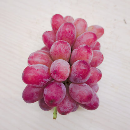 クイーンルージュ | 赤いシャインマスカット 種なし皮ごと食べられる贅沢ぶどう 長野県産
