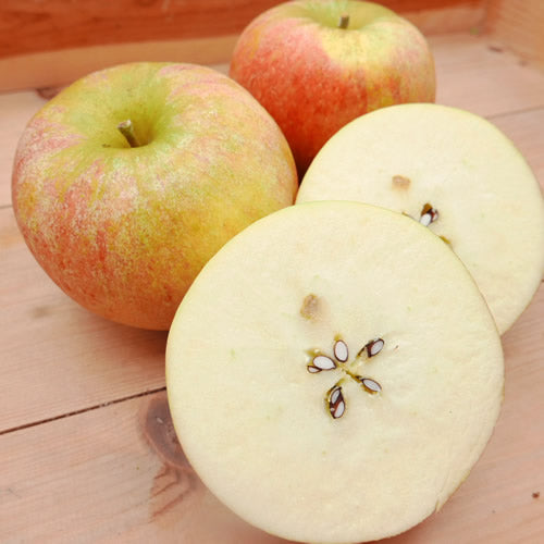 コックスオレンジピピン  | 英国生まれの香り高い伝統りんご 芳醇な酸味と上品な甘み 岩手県産