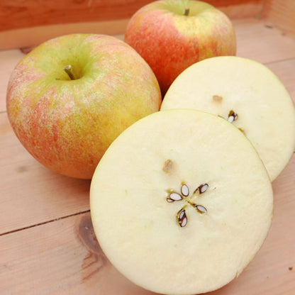 コックスオレンジピピン  | 英国生まれの香り高い伝統りんご 芳醇な酸味と上品な甘み 岩手県産