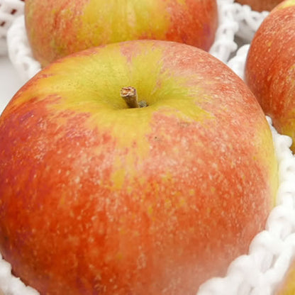 コックスオレンジピピン  | 英国生まれの香り高い伝統りんご 芳醇な酸味と上品な甘み 岩手県産