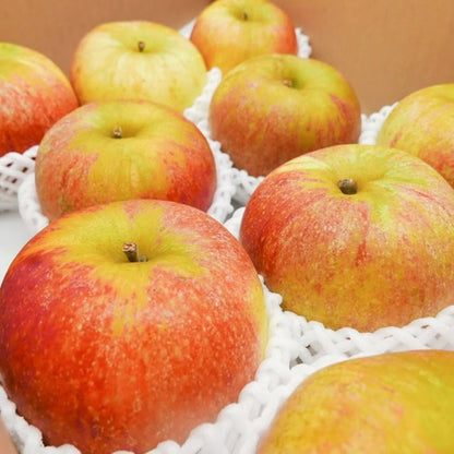 コックスオレンジピピン  | 英国生まれの香り高い伝統りんご 芳醇な酸味と上品な甘み 岩手県産