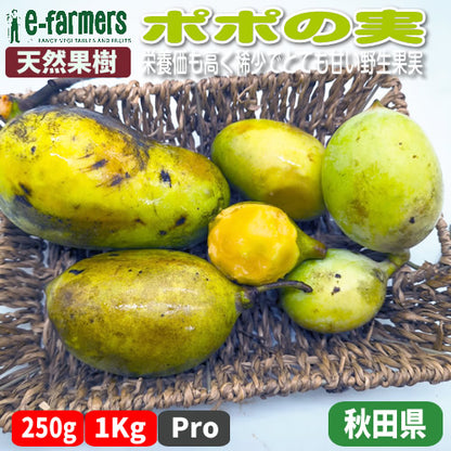 天然フルーツ ポポの実 | 数量限定 森のカスタード 秋の幻フルーツ　秋田県産