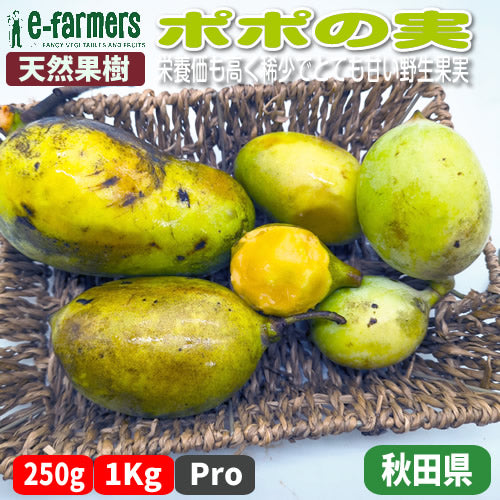 天然フルーツ ポポの実 | 数量限定 森のカスタード 秋の幻フルーツ　秋田県産
