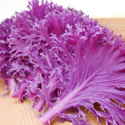 フリルケール(白・紫・デュオ)｜特別な日のための彩りリーフ 九州産