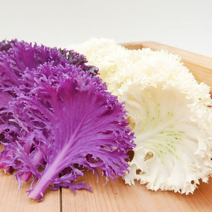 フリルケール(白・紫・デュオ)｜特別な日のための彩りリーフ 九州産